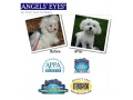 angel eyes2.jpg